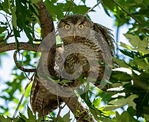 Funny Eastern Screech Owlets curiously looking on