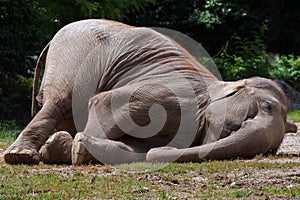 Funny elefant