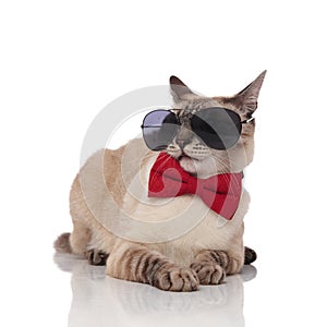 Funny elegant burmese cat wearing sunglasses looks to side