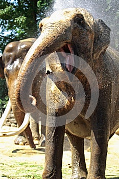 Ridículo un elefante 