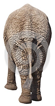 Funny Elephant Butt, Rear End, Backside, Isolated photo