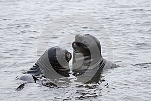 Funny elephant seals