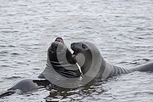 Funny elephant seals