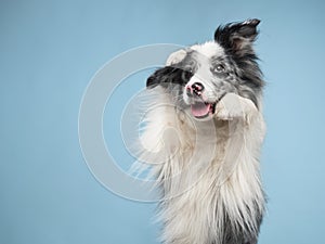 funny emotional dog, border collie on a blue background