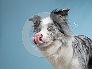 funny emotional dog, border collie on a blue background
