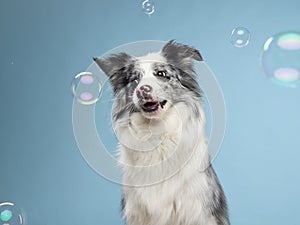 funny emotional dog, border collie on a blue background
