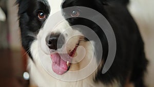 Funny emotional dog. Portrait of cute smiling puppy dog border collie at home indoor. Cute dog with funny face. Pet