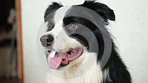 Funny emotional dog. Portrait of cute smiling puppy dog border collie at home indoor. Cute dog with funny face. Pet