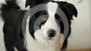 Funny emotional dog. Portrait of cute smiling puppy dog border collie at home indoor. Cute dog with funny face. Pet