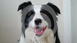 Funny emotional dog. Portrait of cute smiling puppy dog border collie on white background. Cute dog with funny face. Pet