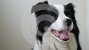 Funny emotional dog. Portrait of cute smiling puppy dog border collie on white background. Cute dog with funny face. Pet