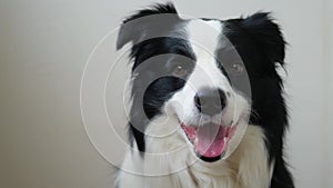 Funny emotional dog. Portrait of cute smiling puppy dog border collie on white background. Cute dog with funny face. Pet