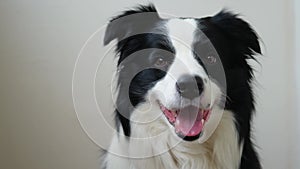 Funny emotional dog. Portrait of cute smiling puppy dog border collie on white background. Cute dog with funny face. Pet