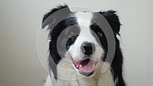 Funny emotional dog. Portrait of cute smiling puppy dog border collie on white background. Cute dog with funny face. Pet