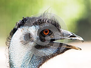 Funny emu