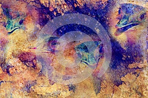 Funny emu ostrich heads on graphic structured background.