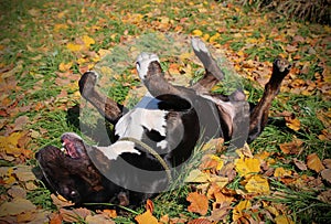 Funny English Bull Terrier rolling, enjoying warm autumn in the nature