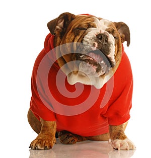 Funny english bulldog