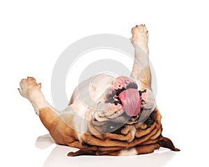 Funny english bulldog lies on back and looks at tongue