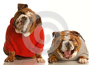 Funny english bulldogs