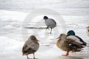 Funny Eurasian Coot among mallards