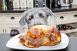 Funny Excited Dog Stealing Food From Counter