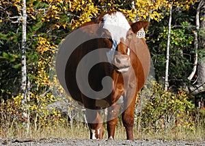 Funny expression of a cow