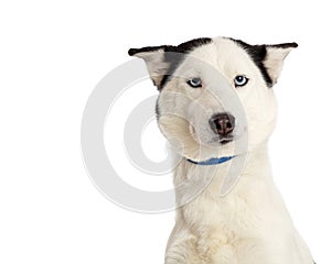 Funny Expression Dog With Long Neck