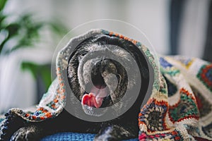 Funny expression of tired black pug dog lazy on the sofa with colorful blanket. Domestic animal lifestyle and doggy nice portrait