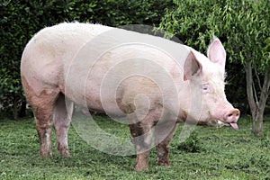 Funny extreme close up of a mighty young sow pig