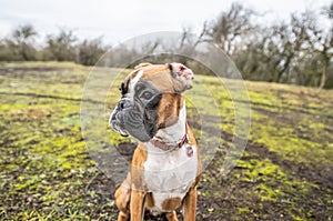 funny face 9 months old purebred golden puppy german boxer dog closeup