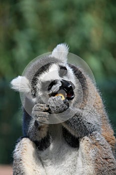 Funny face, animal, Lemur