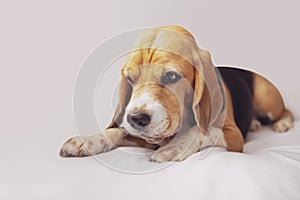 funny face of a beagle dog on a gray