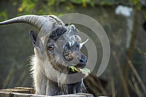 Funny face of a brown  white horned goat  Portrait of head