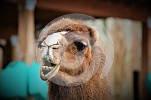 Funny Face Camel