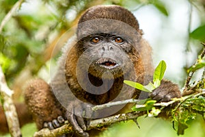 Funny Face Chorongo Monkey