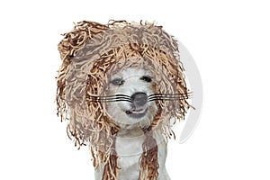 FUNNY FACE OF A DOG WITH LION COSTUME FOR A HALLOWEEN OR CARNIVAL PARTY. ISOLATED AGAINST WHITE BACKGROUND.