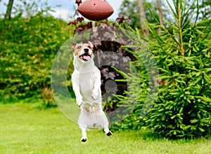 Funny face of dog playing fantasy american football at backyard garden