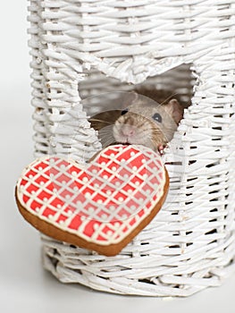 Funny face fancy rat with a heart shape biscuit