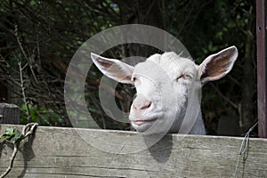 Funny face of goat in the farm. Countryside life.