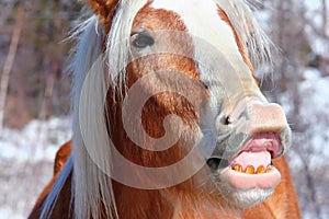 Funny Face Horse