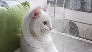 funny face, hunting instincts of a cat. a white cat sits on the windowsill of the house and looks out the window at the