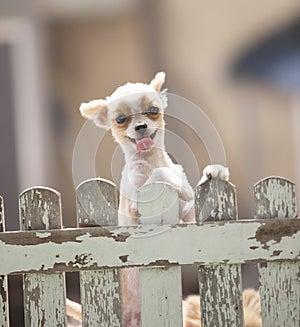 funny face of pomeranian dog climbing wooden fence of home to outing out side owner home ,lovely of pets , animals ,doggy photo