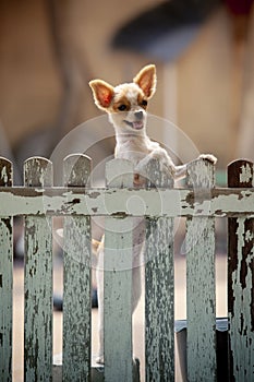 Funny face of pomeranian dog climbing wooden fence of home to outing out side owner home ,lovely of pets , animals ,doggy