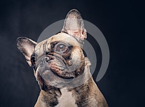 Funny face of a pug dog. Isolated on a dark background.