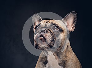 Funny face of a pug dog. Isolated on a dark background.