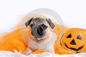 Funny face of pug dog orange witch hat halloween costume sitting on bed at home, vertical footage.