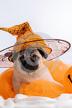 Funny face of pug dog orange witch hat halloween costume sitting on bed at home, vertical footage.