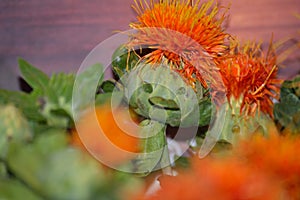 Funny face on a safflower blossom