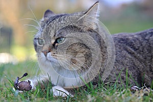 The funny face of a small fat cat with ears laid back